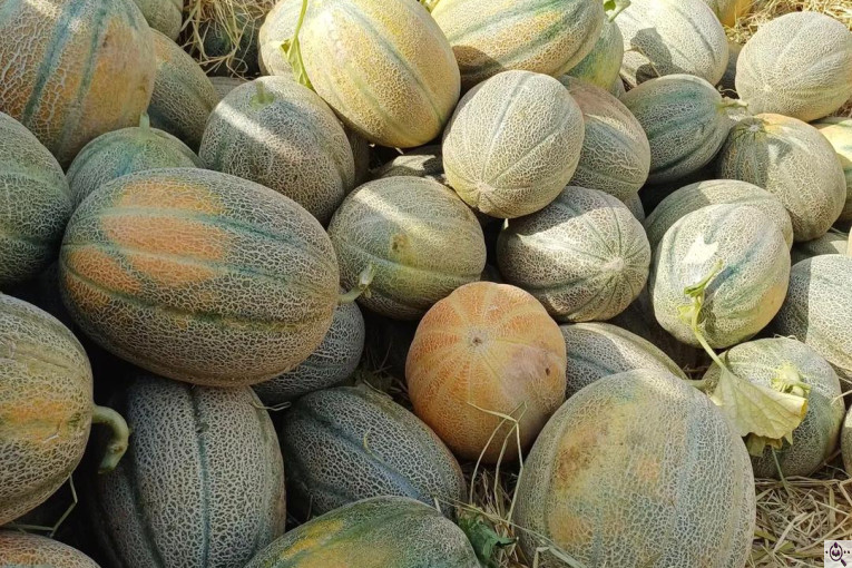 صادرات محصولات کشاورزی بازرگانی محسن شریعتی در خوزستان