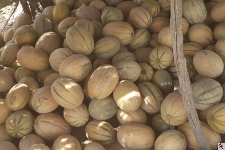 صادرات محصولات کشاورزی بازرگانی محسن شریعتی در خوزستان