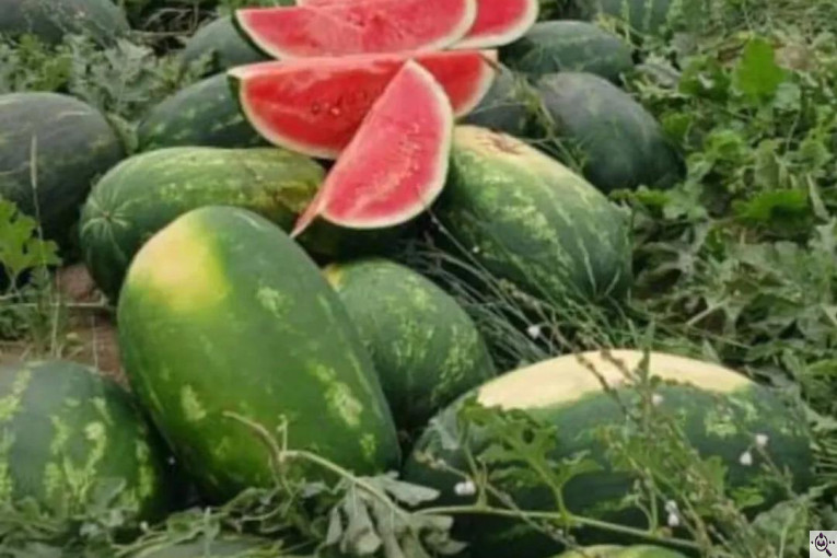 صادرات محصولات کشاورزی بازرگانی محسن شریعتی در خوزستان