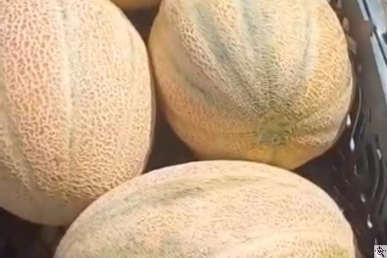 صادرات محصولات کشاورزی بازرگانی محسن شریعتی در خوزستان