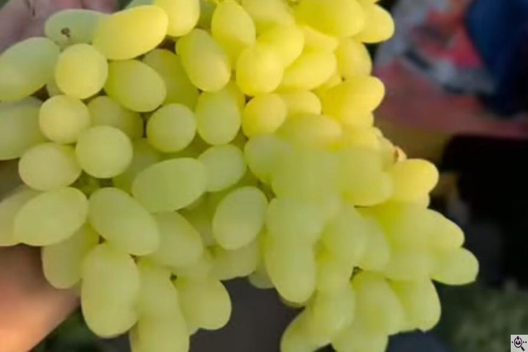 صادرات محصولات کشاورزی بازرگانی محسن شریعتی در خوزستان