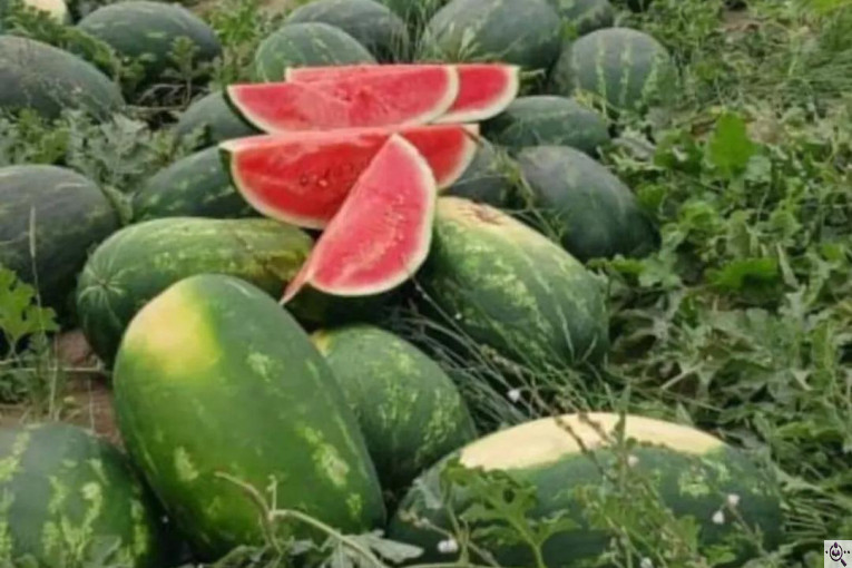 صادرات محصولات کشاورزی بازرگانی محسن شریعتی در خوزستان