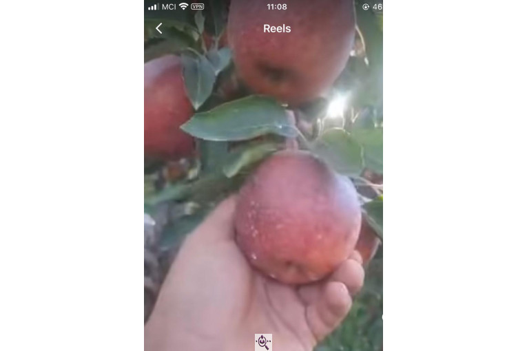 صادرات محصولات کشاورزی بازرگانی محسن شریعتی در خوزستان