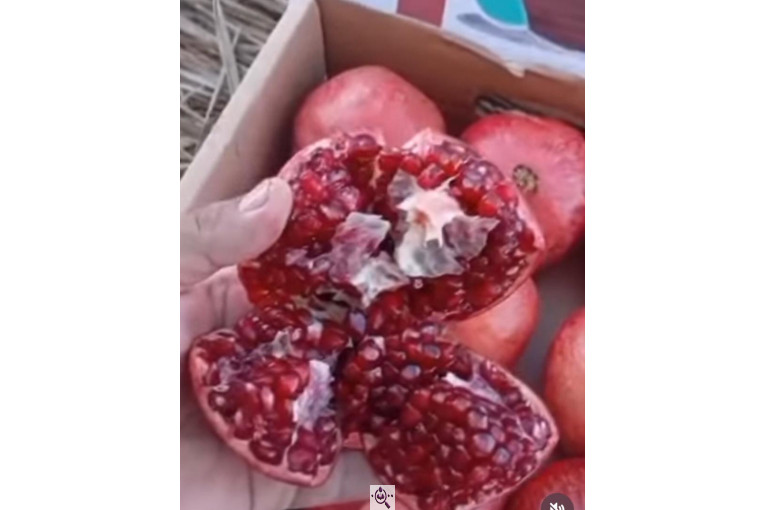 صادرات محصولات کشاورزی بازرگانی محسن شریعتی در خوزستان