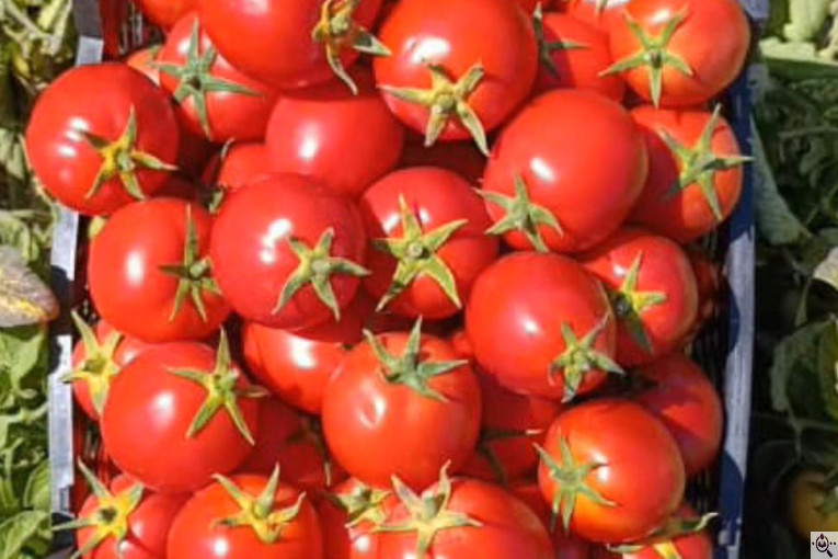 صادرات محصولات کشاورزی بازرگانی محسن شریعتی در خوزستان