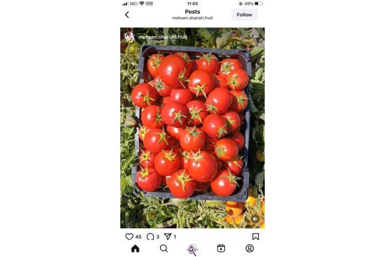 صادرات محصولات کشاورزی بازرگانی محسن شریعتی در خوزستان