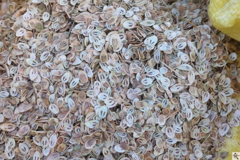 بازرگانی عطاری خشکباری گراوند در کرج