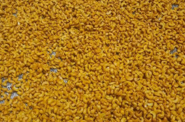 کارگاه خشکبار آجیل پزی محمودی در قائنات شهر اسفدن