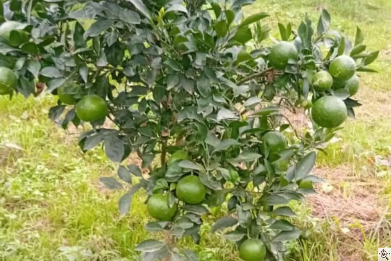 میوه و تره بار مصطفی بهادری در کازرون