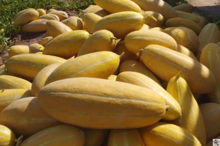 میوه و تره بار مصطفی بهادری در کازرون