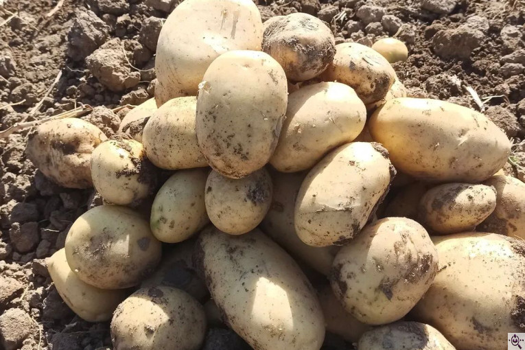 میوه و تره بار مصطفی بهادری در کازرون