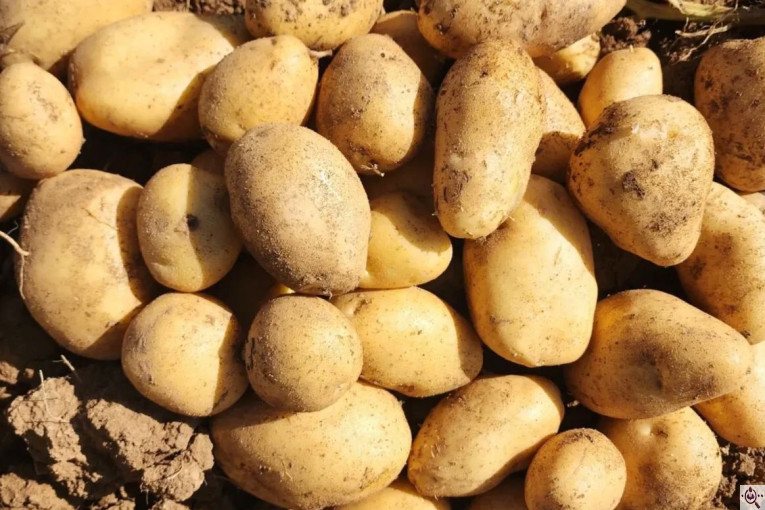 میوه و تره بار مصطفی بهادری در کازرون