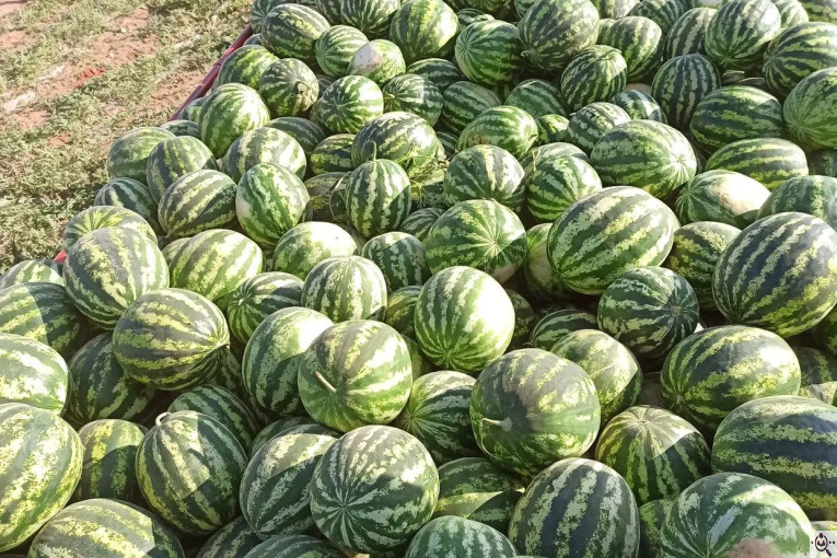 میوه و تره بار مصطفی بهادری در کازرون