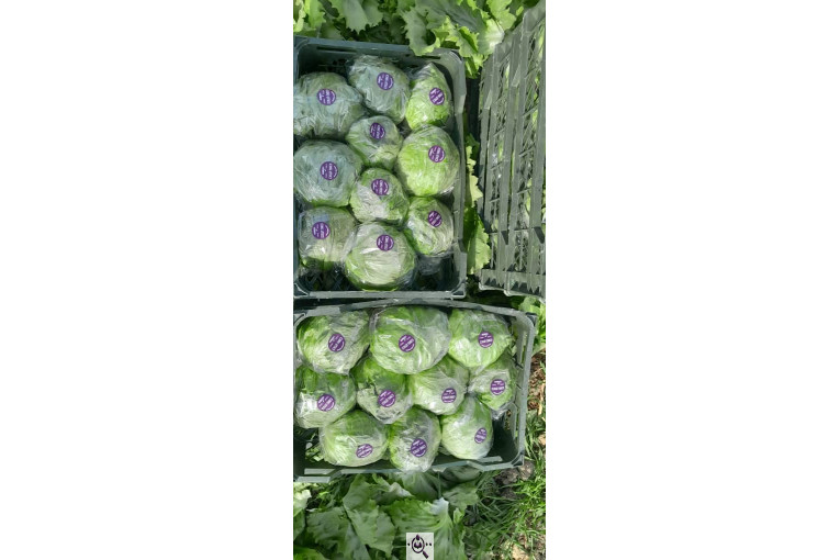 صادرات صیفی جات شیرکوهی و مددی در کرج