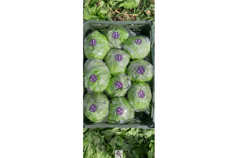 صادرات صیفی جات شیرکوهی و مددی در کرج