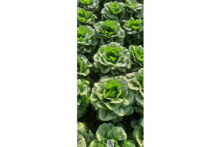 صادرات صیفی جات شیرکوهی و مددی در کرج