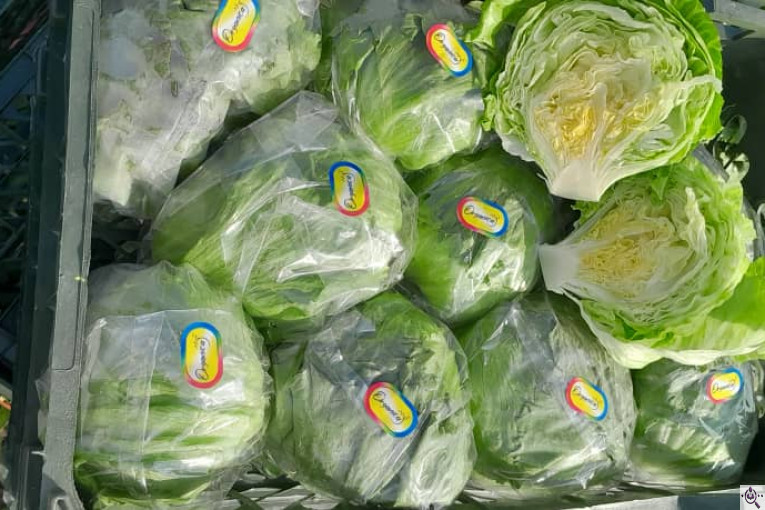 صادرات صیفی جات شیرکوهی و مددی در کرج