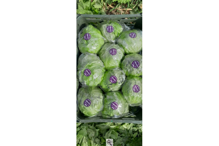 صادرات صیفی جات شیرکوهی و مددی در کرج