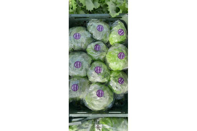 صادرات صیفی جات شیرکوهی و مددی در کرج