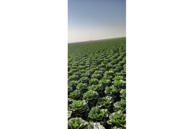 صادرات صیفی جات شیرکوهی و مددی در کرج