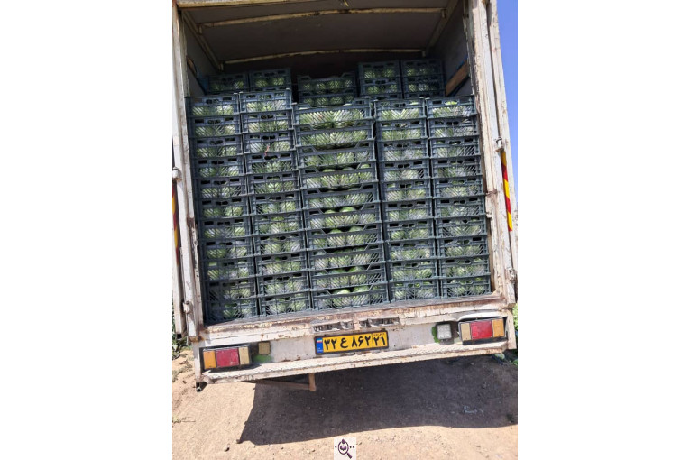 صادرات صیفی جات شیرکوهی و مددی در کرج