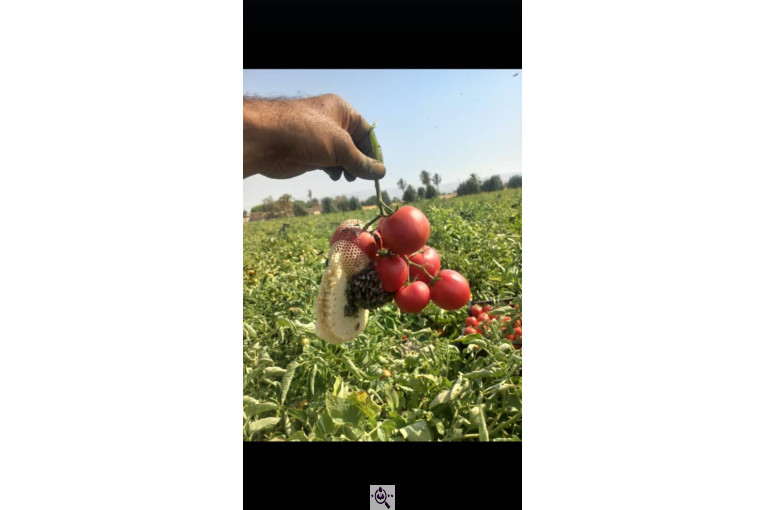 صادرات صیفی جات شیرکوهی و مددی در کرج