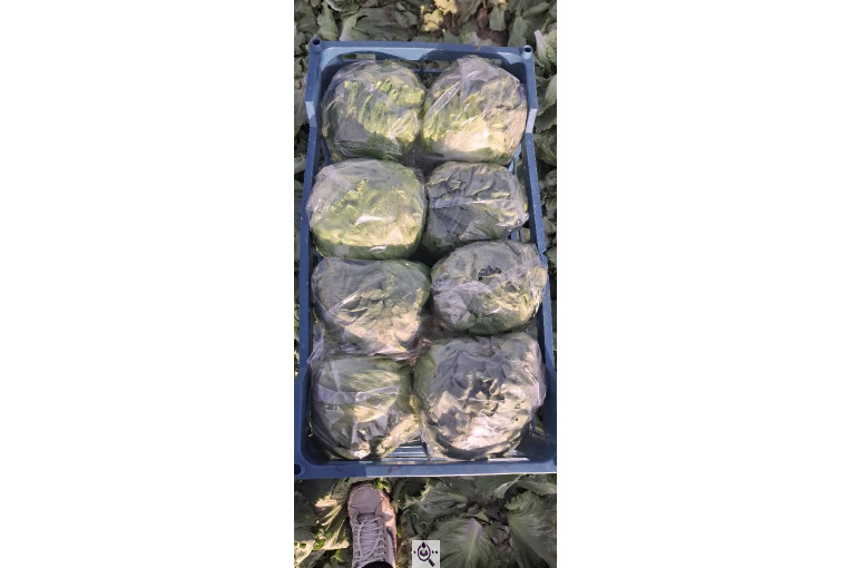 صادرات صیفی جات شیرکوهی و مددی در کرج