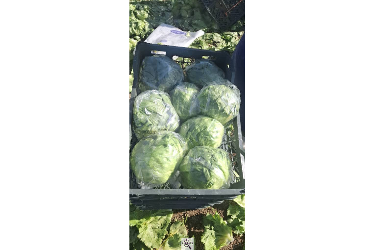 صادرات صیفی جات شیرکوهی و مددی در کرج