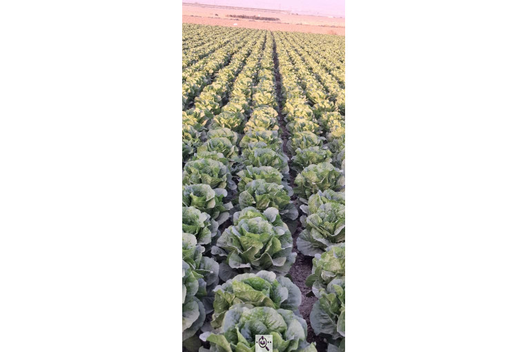 صادرات صیفی جات شیرکوهی و مددی در کرج