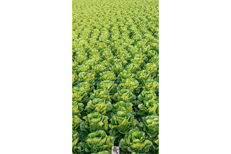 صادرات صیفی جات شیرکوهی و مددی در کرج