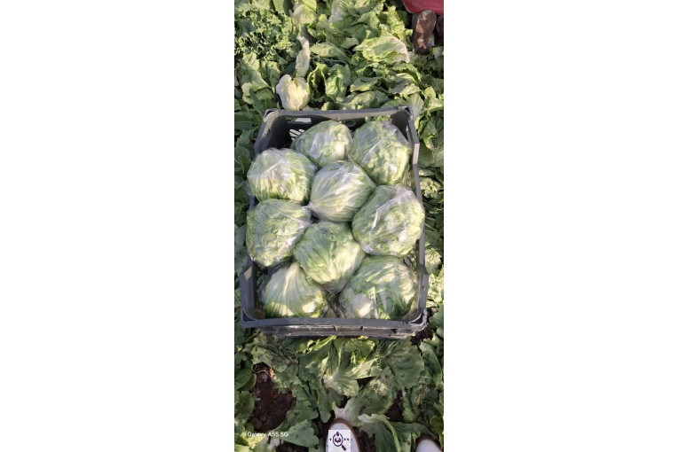 صادرات صیفی جات شیرکوهی و مددی در کرج