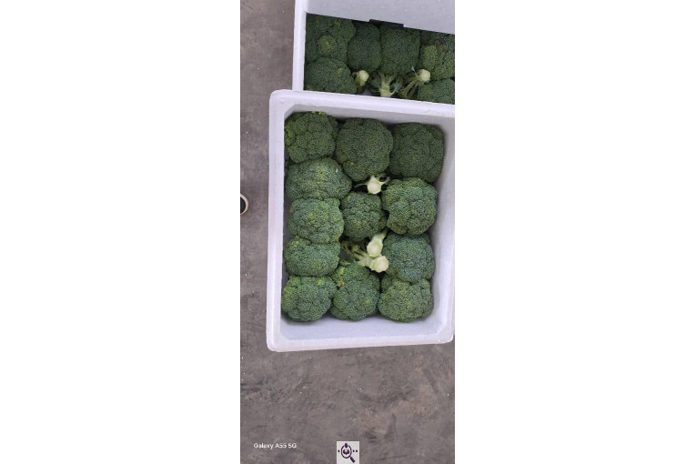 صادرات صیفی جات شیرکوهی و مددی در کرج