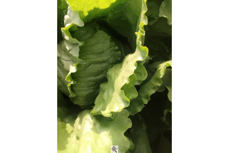 صادرات صیفی جات شیرکوهی و مددی در کرج