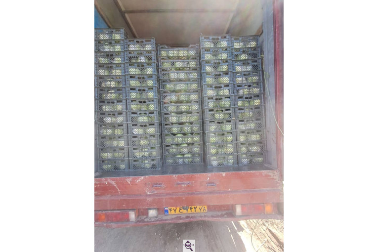 صادرات صیفی جات شیرکوهی و مددی در کرج