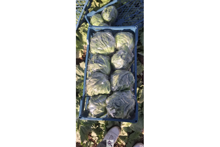 صادرات صیفی جات شیرکوهی و مددی در کرج