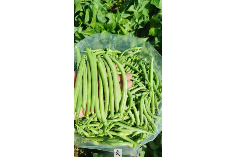 صادرات صیفی جات شیرکوهی و مددی در کرج