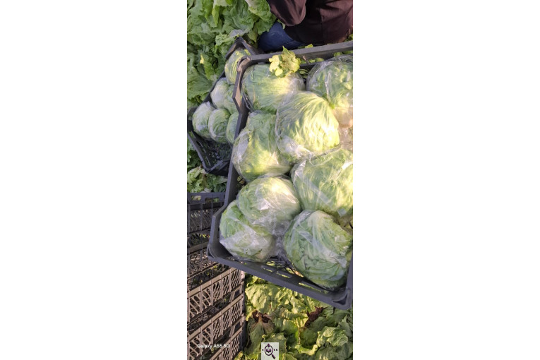 صادرات صیفی جات شیرکوهی و مددی در کرج