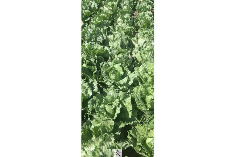 صادرات صیفی جات شیرکوهی و مددی در کرج