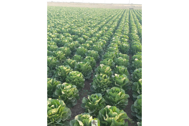 صادرات صیفی جات شیرکوهی و مددی در کرج