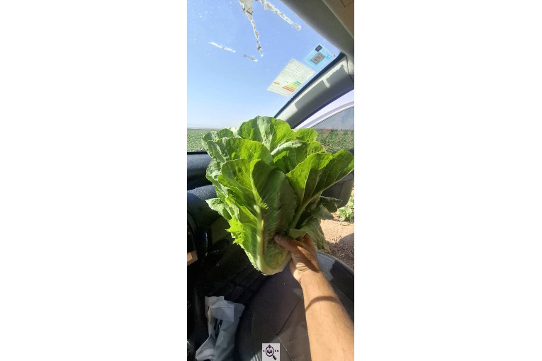 صادرات صیفی جات شیرکوهی و مددی در کرج