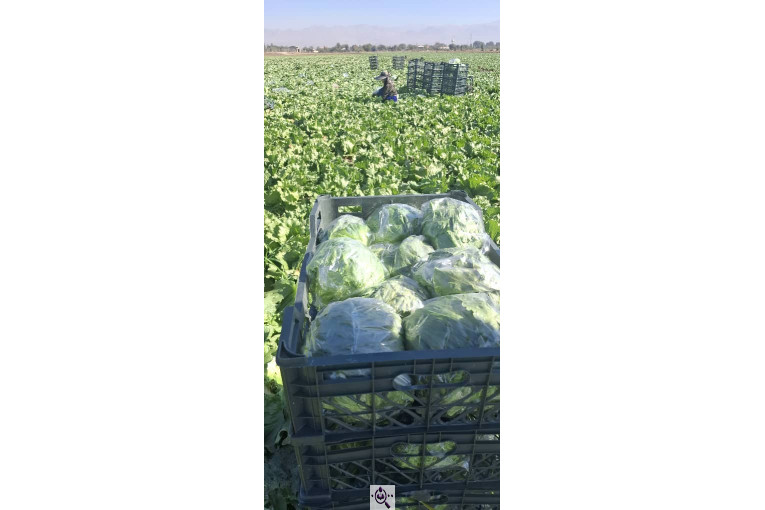 صادرات صیفی جات شیرکوهی و مددی در کرج