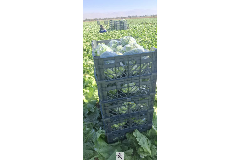 صادرات صیفی جات شیرکوهی و مددی در کرج