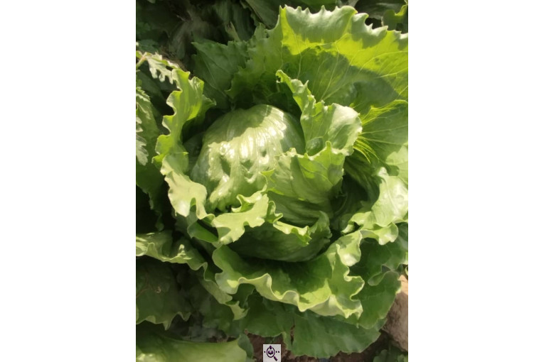 صادرات صیفی جات شیرکوهی و مددی در کرج