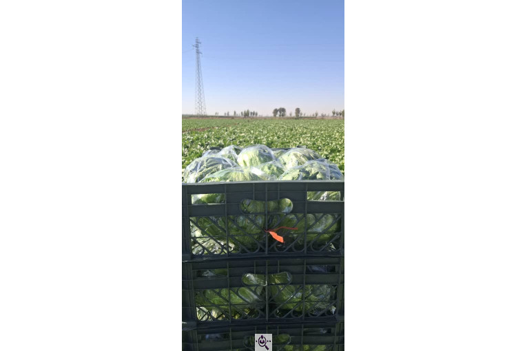 صادرات صیفی جات شیرکوهی و مددی در کرج