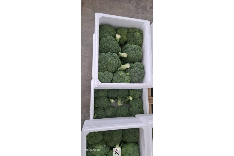 صادرات صیفی جات شیرکوهی و مددی در کرج