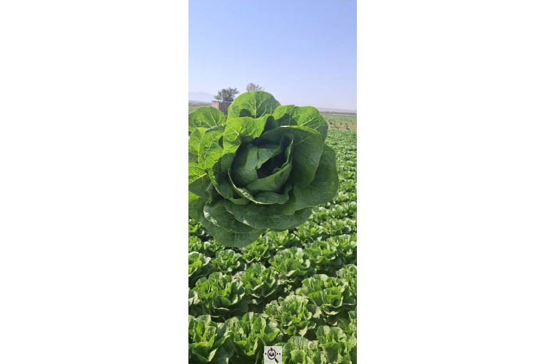 صادرات صیفی جات شیرکوهی و مددی در کرج