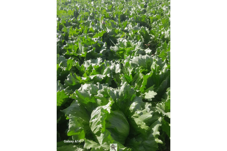 صادرات صیفی جات شیرکوهی و مددی در کرج