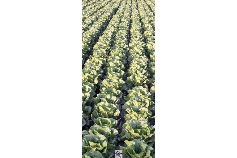 صادرات صیفی جات شیرکوهی و مددی در کرج