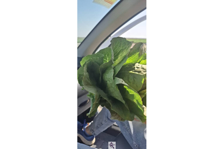 صادرات صیفی جات شیرکوهی و مددی در کرج