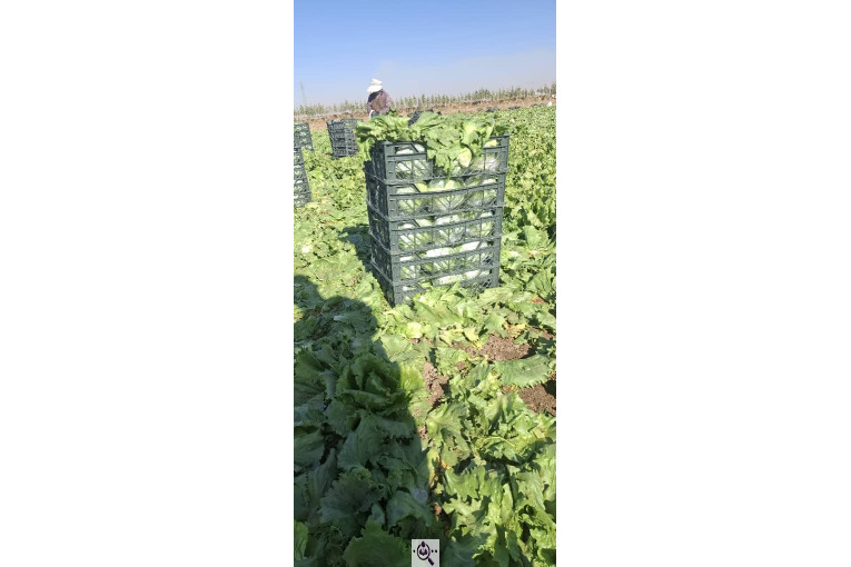 صادرات صیفی جات شیرکوهی و مددی در کرج